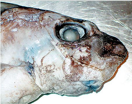 Chimaera monstrosa_0021.jpg